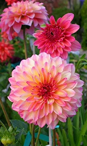 Amazon.com : 100+ Rare Mix Dahlia Flower Seeds - Easy to Grow